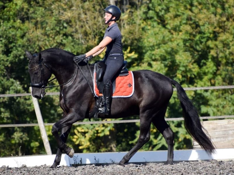 Cours particuliers d'équitation à L'Isle-en-Dodon