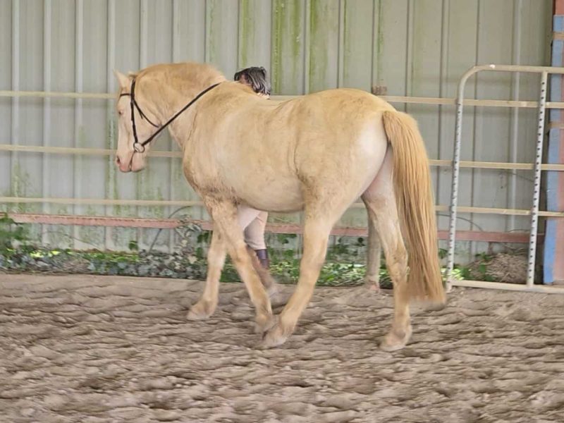 Astrid et Tango