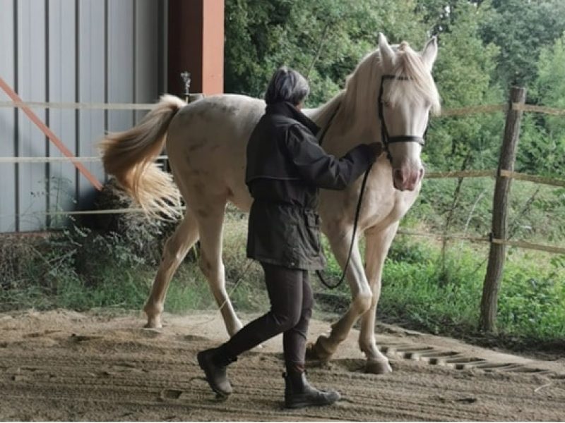 Avis Astrid